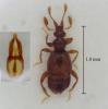 Bryaxis serripes